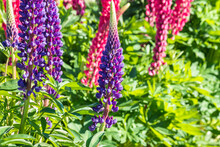 Purple Lupin Flowers In Bloom With Blurred Background And Copy Space
