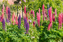 Pink And Purple Lupin Flowers Growing In English Walled Garden