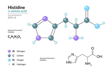 Wall Mural - Histidine. His C6H9N3O2. α-Amino Acid. Structural Chemical Formula and Molecule 3d Model. Atoms with Color Coding. Vector Illustration