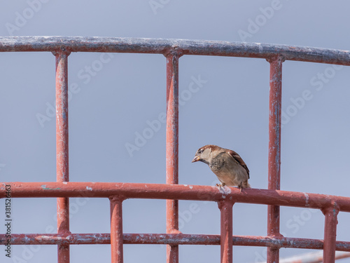 Fotomural bird sparrow on metal basket passer domesticus..