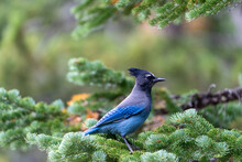 A Stellar Jay Blue Bird Perched On A Pine Tree In Rocky Mountain National Park In Colorado