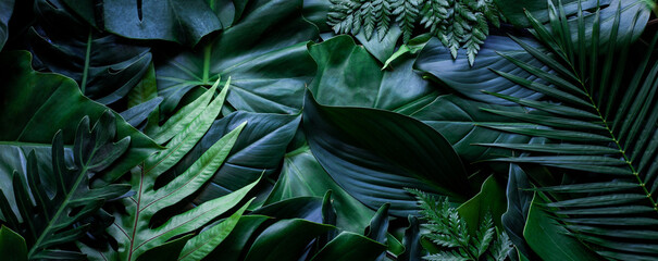 closeup nature view of tropical green monstera leaf background. Flat lay, fresh wallpaper banner concept