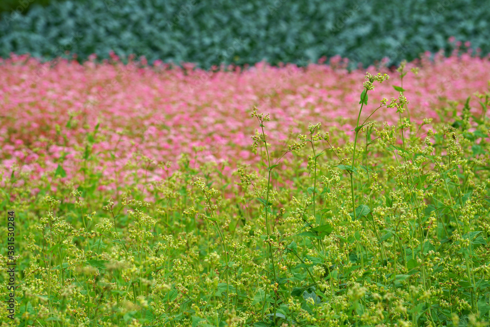 ピンク色のアカソバ 黄緑のダッタンソバそして濃い緑のキャベツ畑の秋の山里の畑 Las Plakaty Ecowall24 Pl ピンク色のアカソバ 黄緑のダッタンソバそして濃い緑のキャベツ畑の秋の山里の畑 Las Plakaty Ecowall24 Pl