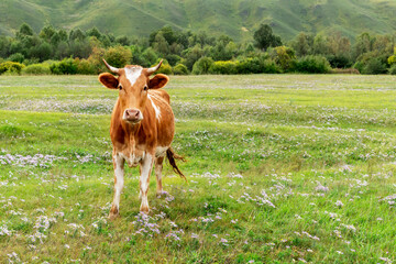 Beautiful young cow is grazing in meadow with juicy grass and flowers. Red cow in the summer pasture.