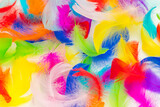 Fototapeta Motyle - Many colorful feather texture