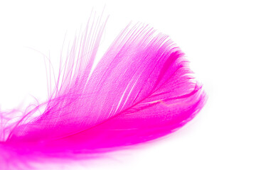 Pink feather texture on white background