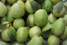 Fresh Green Guava Background. Healthy Guava Fruits
