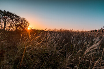 Wall Mural - The rays of the rising sun illuminate a field with tall grass