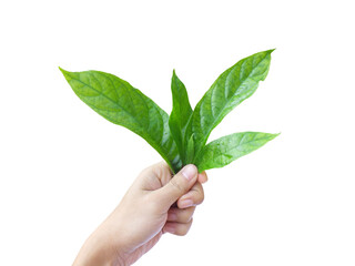 Wall Mural - Hand holding leaves of Barleria ( Barleria strigosa Willd., ACANTHACEAE) Isolated on White Background. Medicinal plants,Thai herb.