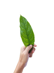 Wall Mural - Hand holding leaves of Barleria ( Barleria strigosa Willd., ACANTHACEAE) Isolated on White Background. Medicinal plants,Thai herb.