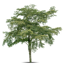 Beautifull green tree on a white background in high definition