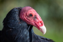 Vulture Turkey Necrophorous Bird South America