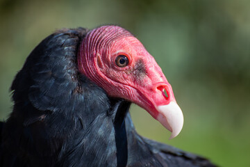 Wall Mural - vulture turkey necrophorous bird south america