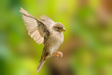 House Sparrow (Passer Domesticus) Female In Flight Agaisnt A Blurred Colourful Background, Taken In Summer In The UK