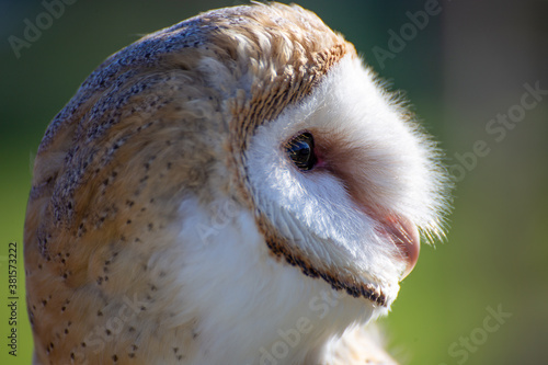 Fotomural barn owl nocturnal bird of prey