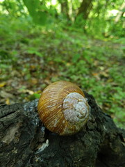 snail on leaf