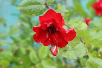 Sticker - 
Water droplets remain on red rose petals and leaves during summer rain