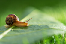 Beautiful Lovely Snail In Grass With Morning Dew.