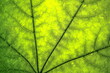 © Renat - Organic ecology pattern. Macro leaf background