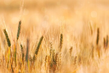 Canvas Print - Agricultural.