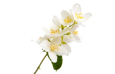 Poster - branch with jasmine flowers isolated