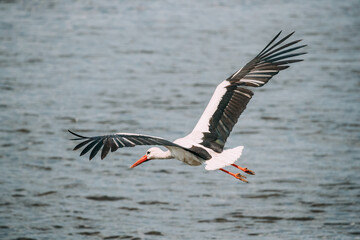 Wall Mural - Adult European White Stork Flies Above Surface Of River With Its Wings Spread Out