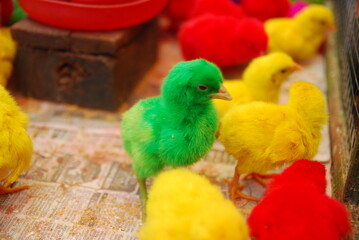 colorful chicks inside the cage