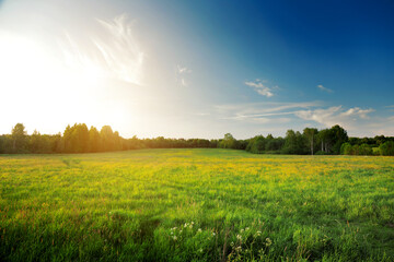 Wall Mural - Summer landscape: yellow flowers hill and blue sky at sunset time