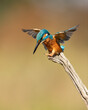 Male Common Kingfisher landing on branch with wings spread and a golden background.  