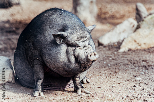 Fotografía Cochon du Vietnam - Porc en animal de compagnie NAC