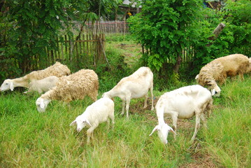 some sheep in the fields 