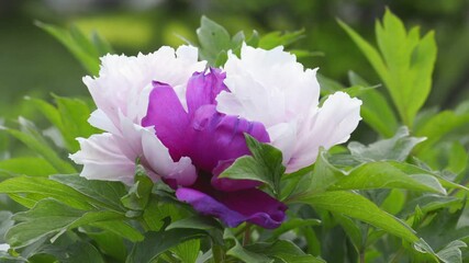 Fotomurales - Purple and white peony flower