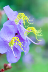 Wall Mural - Blooming purple Melastoma flowers.
