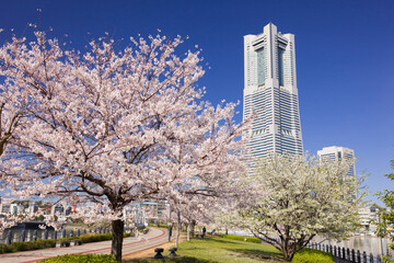 Wall Mural - 桜とランドマークタワー