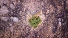 Drone View On A Green Tree On A Post Forest Fire-scorched Land.