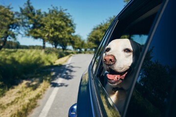 Wall Mural - Happy dog travel by car