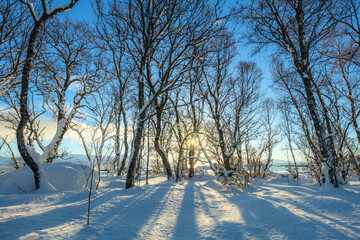 Wall Mural - Beautiful Winter forest landscape - trees covered snow and golden sunlight