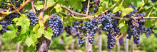 Panorama Of Red Black Grapes In A Vineyard
