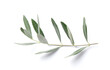Twigs with fresh green olive leaves on white background, top view