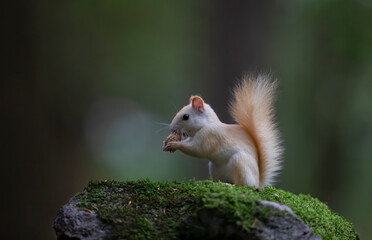 Wall Mural - White squirrel (leucistic red squirrel) standing on some green moss eating a peanut in the forest in the morning light in Canada
