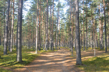 Sticker - Pine forest at summer.