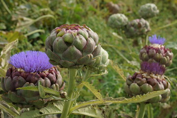 Organic artichoke