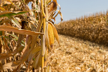 Wall Mural - Closeup of ear of corn on brown cornstalk ready for harvest. Concept of harvest season, farming, agriculture, and ethanol. 