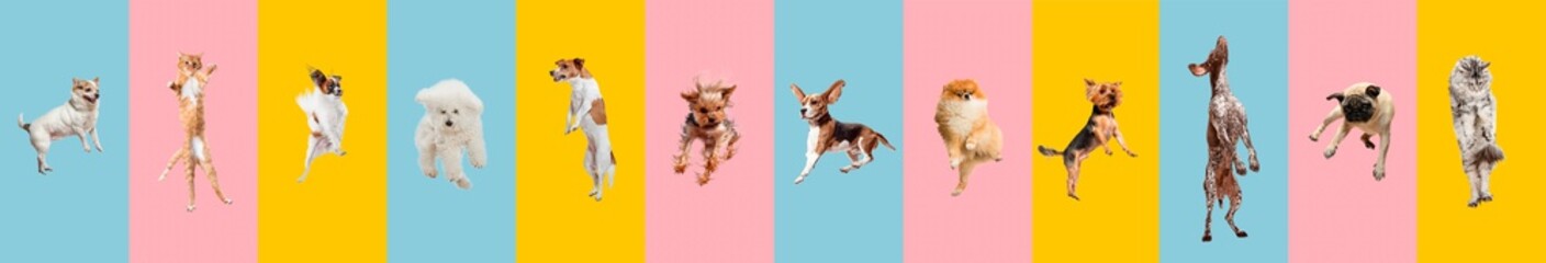 Wall Mural - Cute dogs and cat jumping, playing, flying, looking happy isolated on colorful or gradient background. Studio. Creative collage of different breeds of dogs and one cat. Flyer for your ad, copyspace.