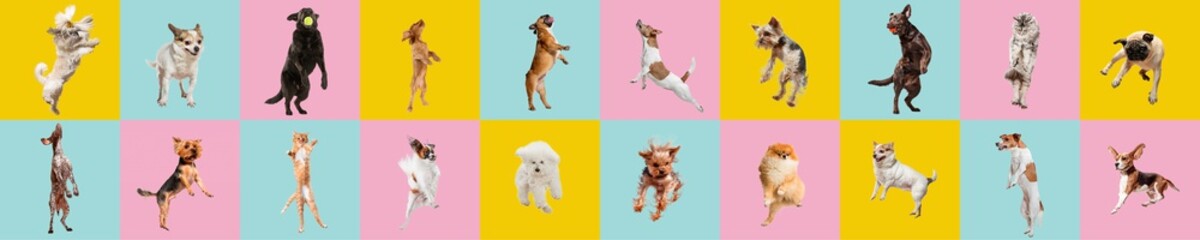 Sticker - Cute dogs and cat jumping, playing, flying, looking happy isolated on colorful or gradient background. Studio. Creative collage of different breeds of dogs and one cat. Flyer for your ad, copyspace.