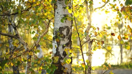 Wall Mural - Natural landscape with birch on the background of the sun.