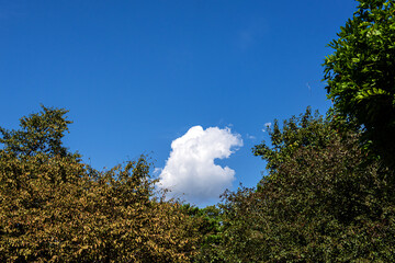 Canvas Print - The beautiful and curious landscape of forest and clouds background blue sky at the park.