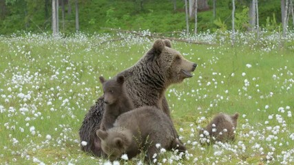 Wall Mural - Brown bear mother with three cubs in the middle of the cotton grass on a Finnish bog on a rainy day. Two cubs are playing constantly.