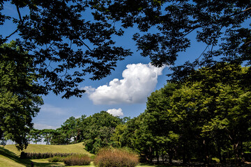 Wall Mural - The beautiful and curious landscape of forest and clouds background blue sky at the park.