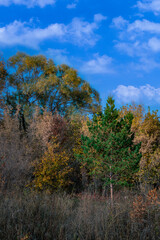 Wall Mural - autumn trees in the forest